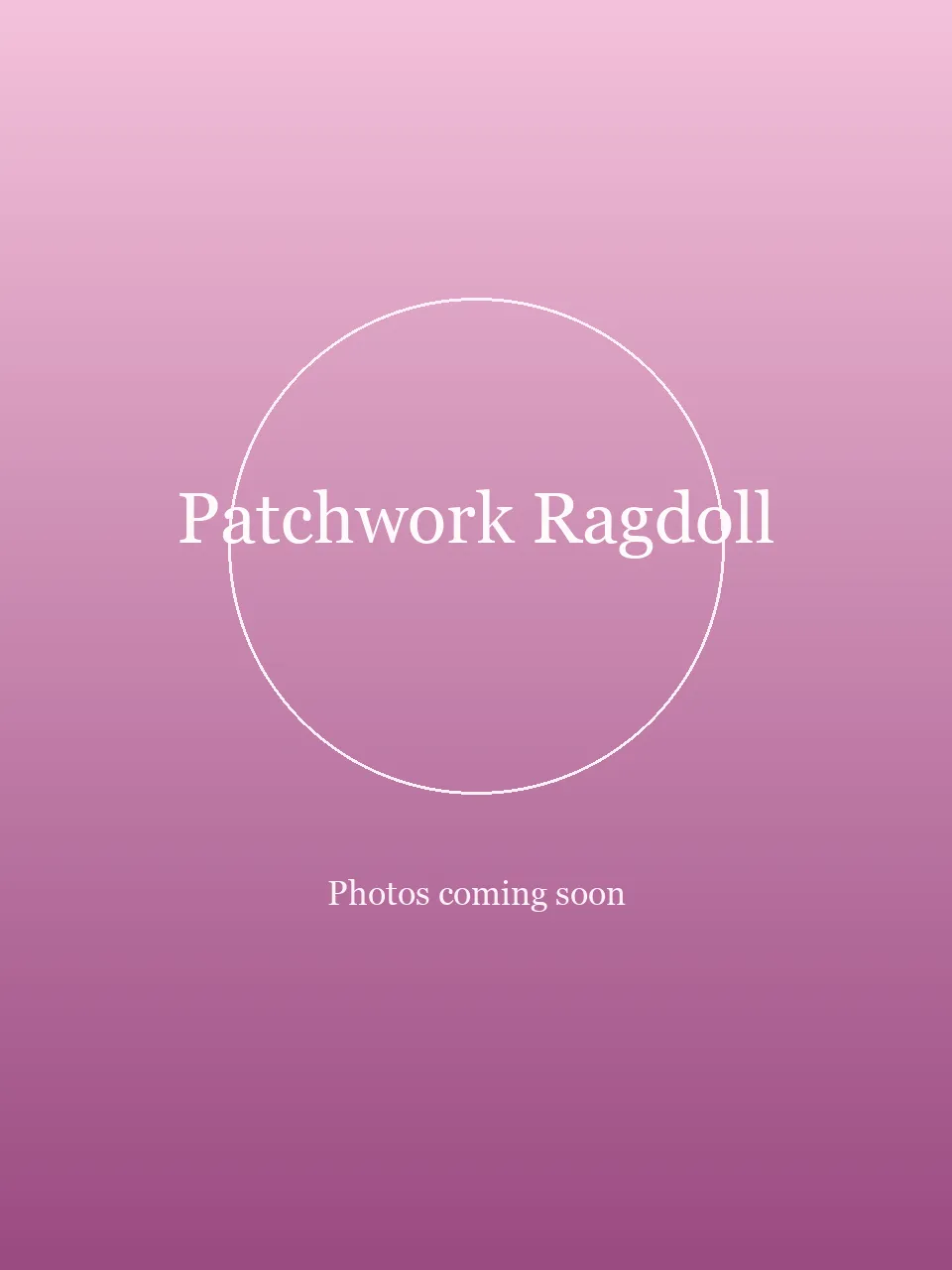 Patchwork Ragdoll party character in Miami